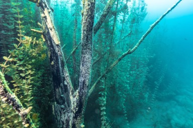 Nurkowanie w Podwodnym Lesie_Prezent dla niej_P