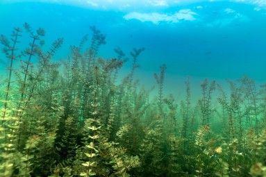 Nurkowanie w Podwodnym Lesie_Prezent dla chłopaka_P