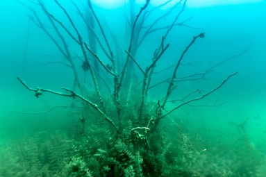 Nurkowanie w Podwodnym Lesie_Prezent dla dziewczyny_P