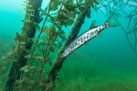 Nurkowanie w Podwodnym Lesie | Konin (okolice)