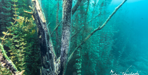 Nurkowanie w Podwodnym Lesie_Prezent dla niej_P