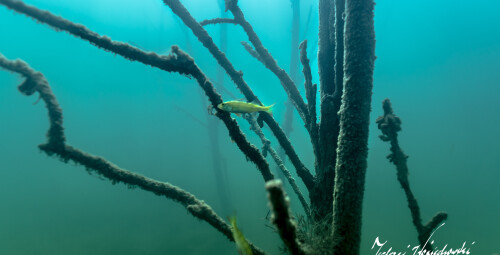 Nurkowanie w Podwodnym Lesie_Prezent dla brata_P