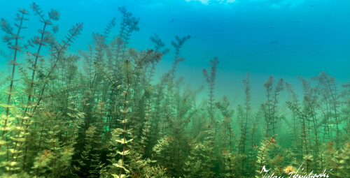 Nurkowanie w Podwodnym Lesie_Prezent dla chłopaka_P