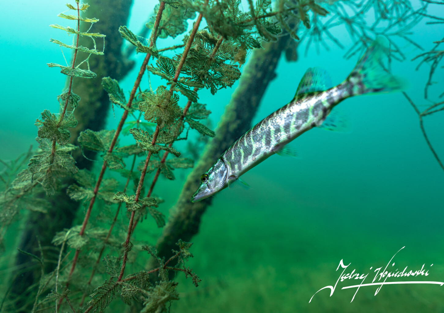 Nurkowanie w Podwodnym Lesie | Konin (okolice)