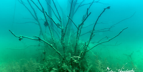 Nurkowanie w Podwodnym Lesie_Prezent dla dziewczyny_P