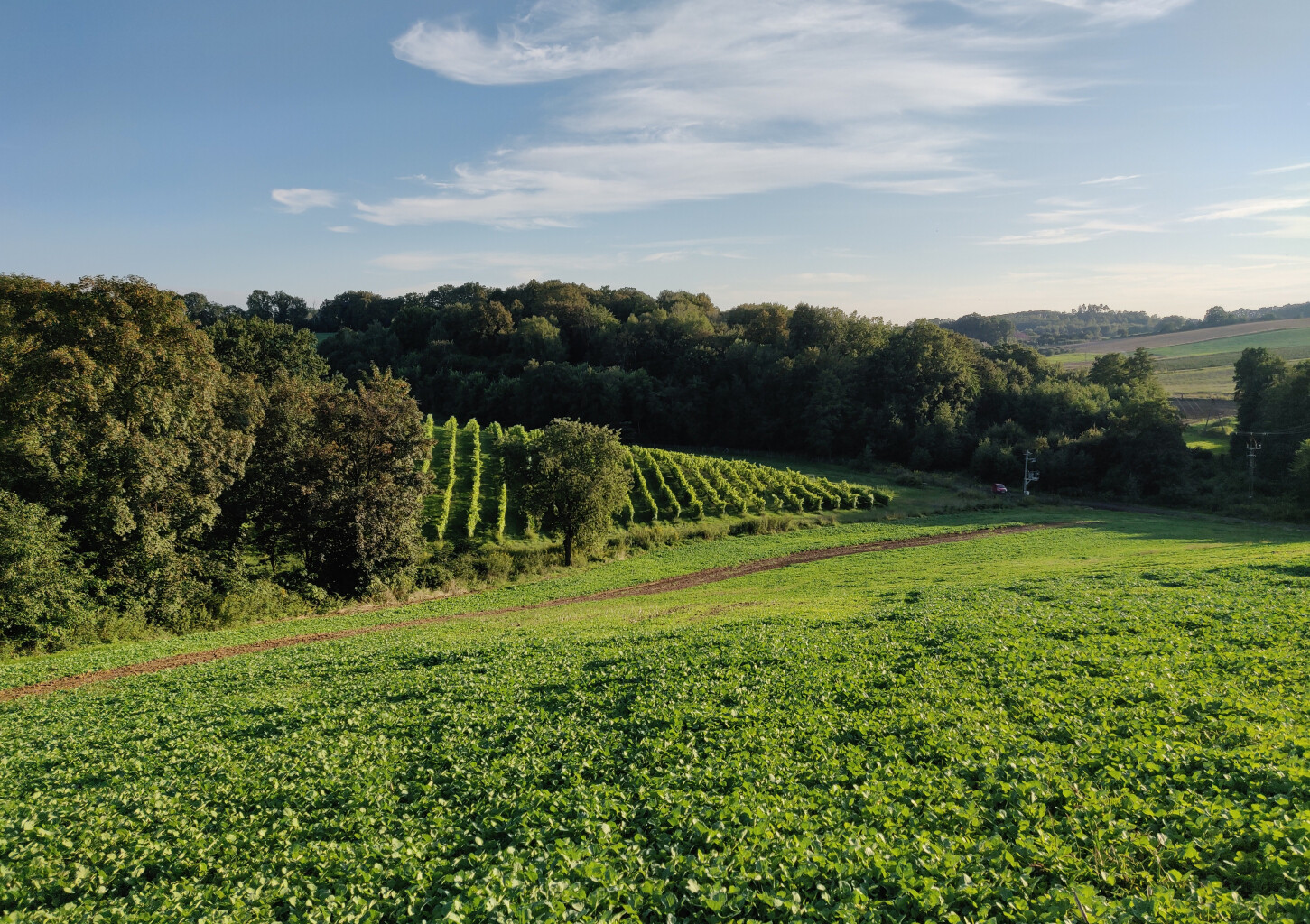 Zwiedzanie Winnicy z Degustacją dla Dwojga | Wrocław (okolice)