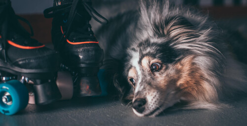 Wrotki dla Dwojga | Rzeszów | Wrotkarnia WyWrotki Rzeszów | - prezent na święta_P