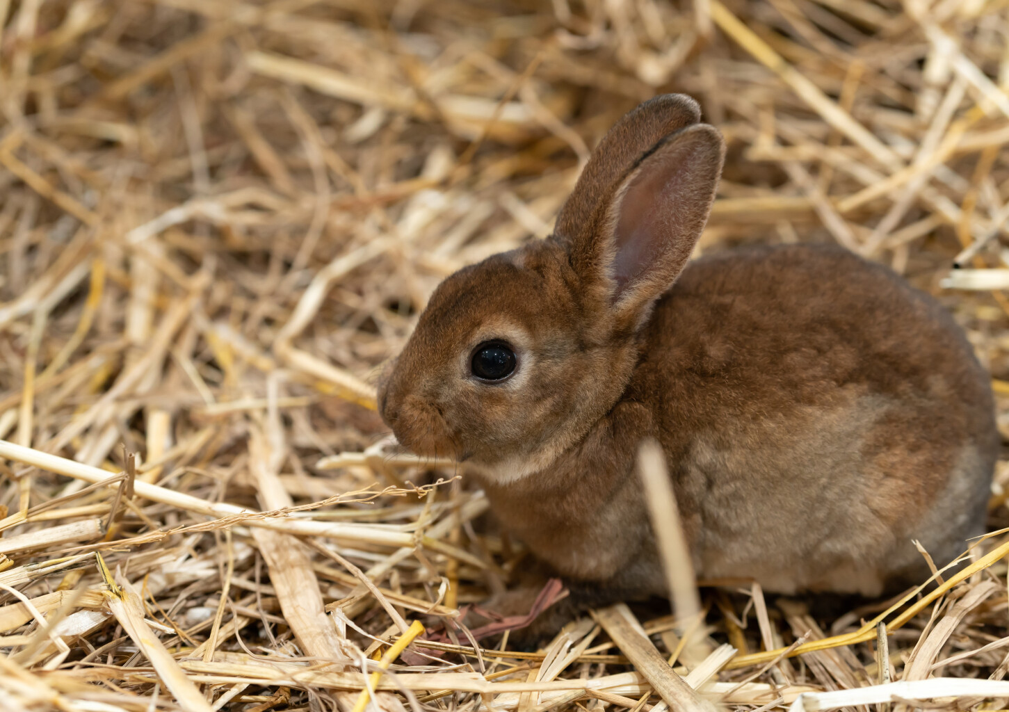 Rodzinna Przygoda w Mini ZOO | Warszawa