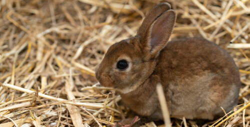 Rodzinna Przygoda w Mini Zoo | Warszawa - Prezent dla rodziny_S