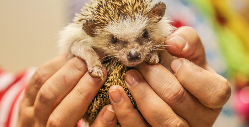 Rodzinna Przygoda w Mini Zoo | Warszawa - Prezent dla dziecka_S