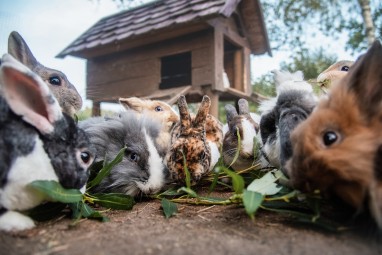 Rodzinna Przygoda w Mini Zoo | Warszawa - Prezent dla dziecka_S