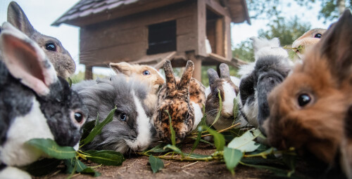 Rodzinna Przygoda w Mini Zoo | Warszawa - Prezent dla dziecka_S