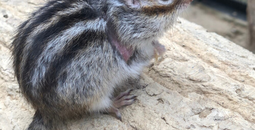 Rodzinna Przygoda w Mini Zoo | Warszawa - Prezent dla dziecka_S