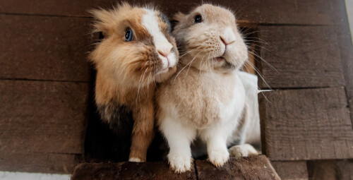 Rodzinna Przygoda w Mini Zoo | Warszawa - Prezent dla znajomych_S