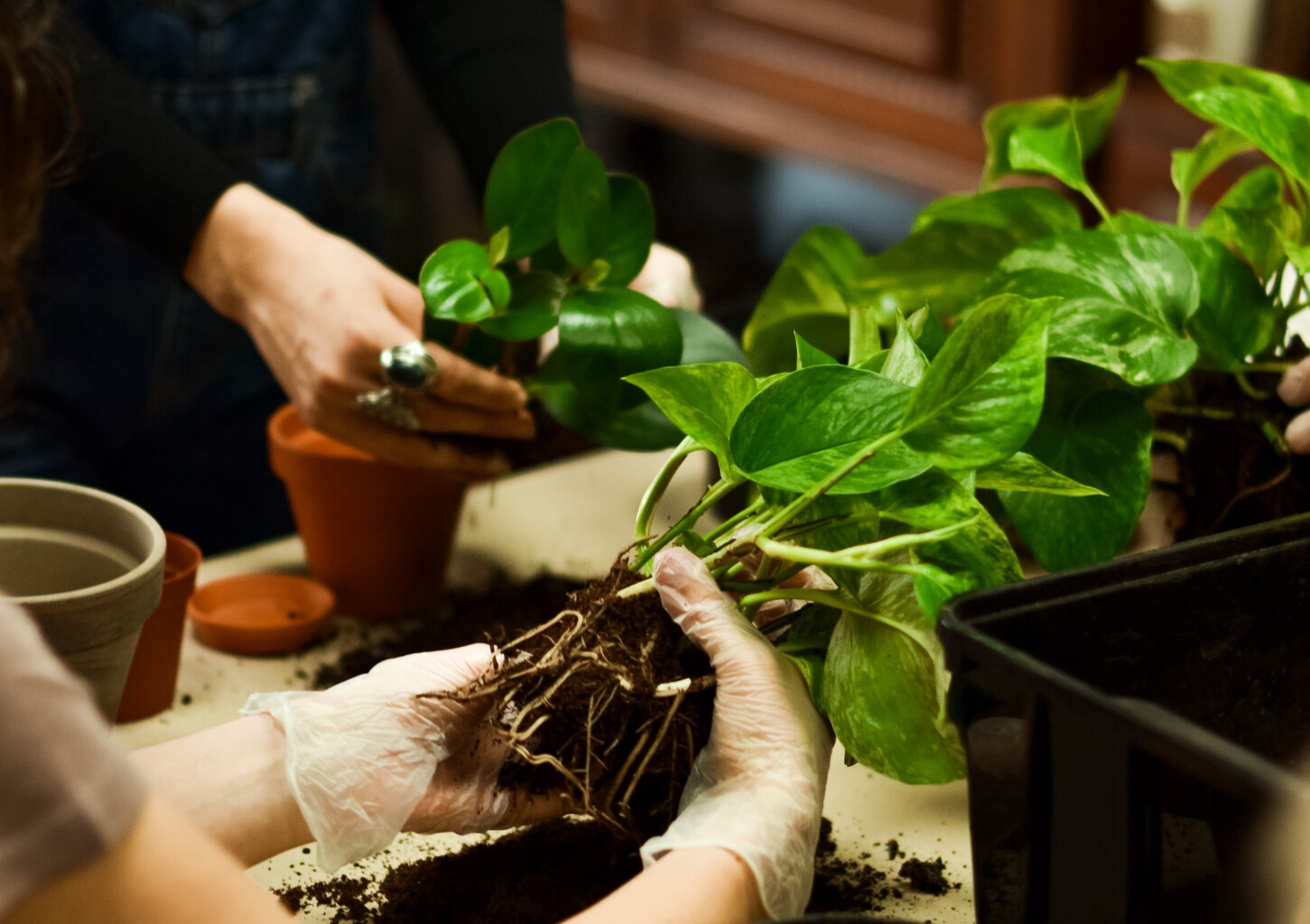Stwórz Własny “Wiszący Ogród - Kokedama” dla Dwojga | Trójmiasto