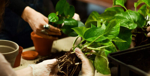 Stwórz Własny “Wiszący Ogród - Kokedama” dla Dwojga | Gdynia - pomysł na imprezę_P
