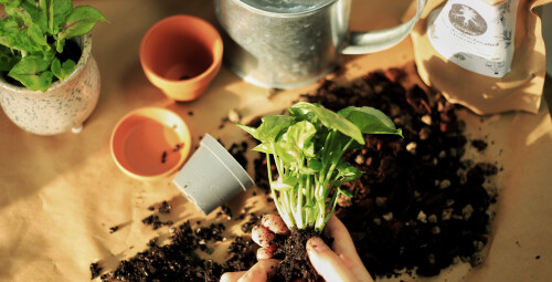 Stwórz Własny “Wiszący Ogród - Kokedama” dla Dwojga | Gdynia - prezent dla chłopaka_P