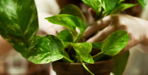 Stwórz Własny “Wiszący Ogród - Kokedama” dla Dwojga | Gdynia -  prezent dla znajomych_P