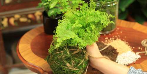 Stwórz Własny “Wiszący Ogród - Kokedama” dla Dwojga | Gdynia - prezent dla dziewczyny_P