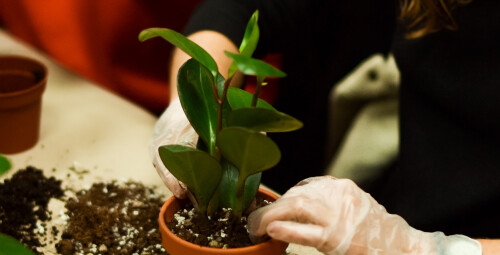 Stwórz Własny “Wiszący Ogród - Kokedama” dla Dwojga | Gdynia - prezent dla kolegi_P