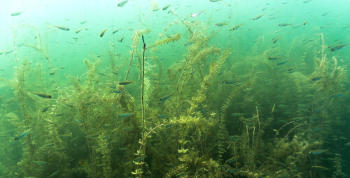 Nurkowanie w Jeziorze dla Dwojga | Powidz (okolice) | KT-Diving | Prezent dla Kolegi_PP