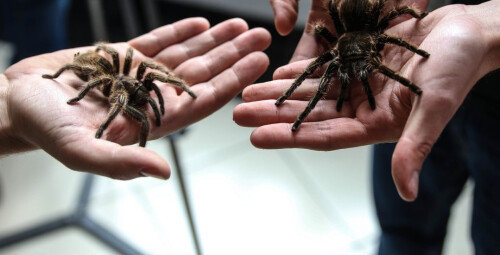 Wejście na Wystawę Pająków dla Dwojga - Prezent dla pary _P