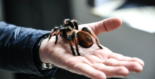 Wejście na Wystawę Pająków dla Dwojga - Prezent dla pary _P