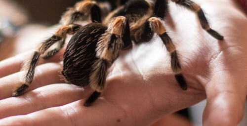 Wejście na Wystawę Pająków dla Dwojga - Prezent dla znajomych _P