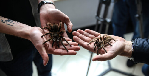 Wejście na Wystawę Pająków dla Dwojga - Prezent dla kolegów _P