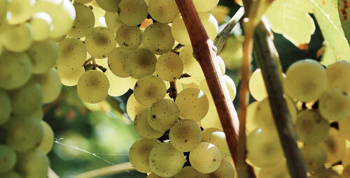 Zwiedzanie Winnicy z Degustacją dla Dwojga | Katowice (okolice) | Prezent dla Ukochanej_PP