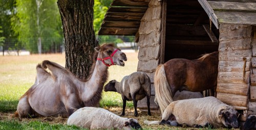 Całodniowa Zabawa w Bałtowskim Kompleksie Turystycznym dla Rodziny (1+1) | Kielce (okolice) | Prezent na Dzień Dziecka_P