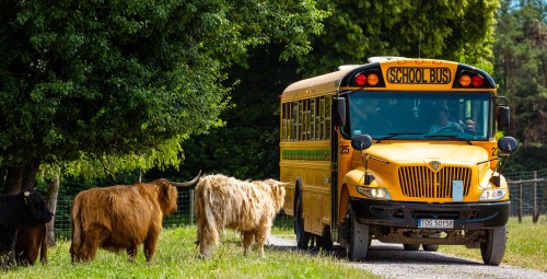 Całodniowa Zabawa w Bałtowskim Kompleksie Turystycznym dla Rodziny (2+2) | Kielce (okolice) | Prezent na Mikołajki_P