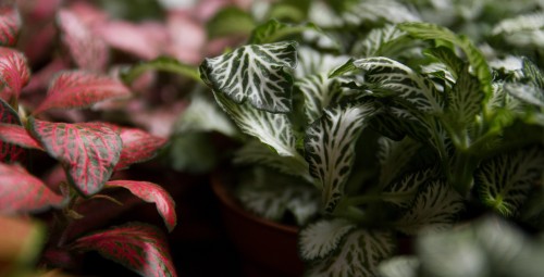 Warsztaty z Tworzenia Lasu w Szkle dla Przyjaciół | Zamość | Prezent dla Niego_P