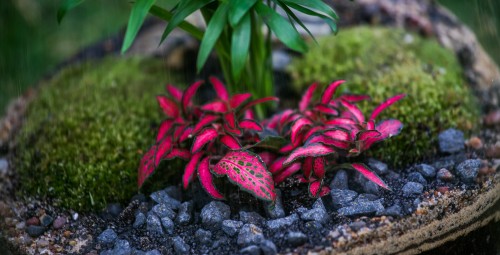 Warsztaty z Tworzenia Lasu w Szkle dla Przyjaciół | Zamość | Prezent dla Znajomych_P