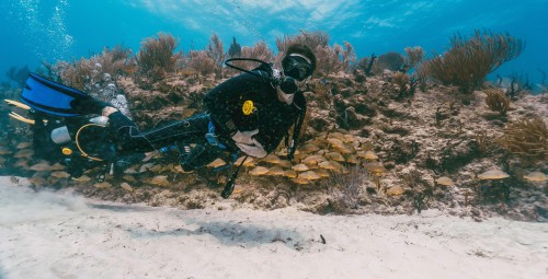 Poznaj Nurkowanie - Basic Driver | Jaworzno-Prezent dla Taty_S