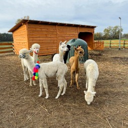 Spotkanie z Alpakami dla Rodziny | Zabłocie | Prezent dla Rodziców_P