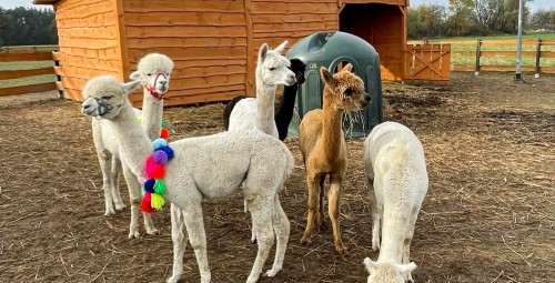 Spotkanie z Alpakami dla Rodziny | Zabłocie | Prezent dla Rodziców_P