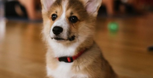 Puppy Joga | Wiele Lokalizacji | Prezent dla Mamy_P