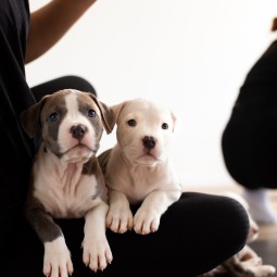 Puppy Joga | Łódź-Prezent dla Koleżanki_P