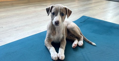 Puppy Joga dla Dwojga | Wiele Lokalizacji-Prezent Rocznicę_P