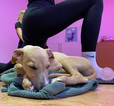 Puppy Joga dla Dwojga | Wiele Lokalizacji
