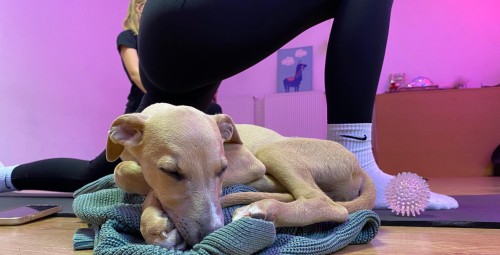 Puppy Joga dla Dwojga | Wiele Lokalizacji-Prezent dla Pary_P