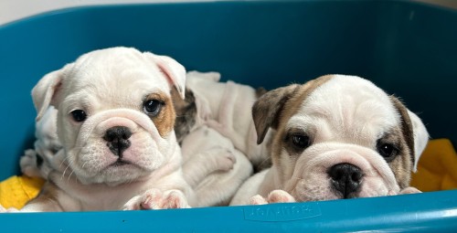 Puppy Joga dla Dwojga | Wiele Lokalizacji-Prezent na Wielkanoc_P