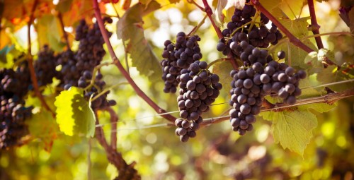 Zwiedzanie Winnicy z Degustacją dla Dwojga | Trzebnica-Prezent dla Przjaciół_S