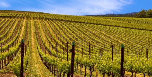 Zwiedzanie Winnicy z Degustacją dla Dwojga | Trzebnica-Prezent na Rocznicę_S