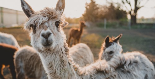 Spacer z Alpakami na Wyłączność (90 minut) | Magdalenów | Prezent dla Rodziców_S