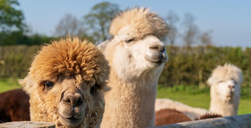Spacer z Alpakami na Wyłączność (90 minut) | Magdalenów | Prezent dla Rodziny_S