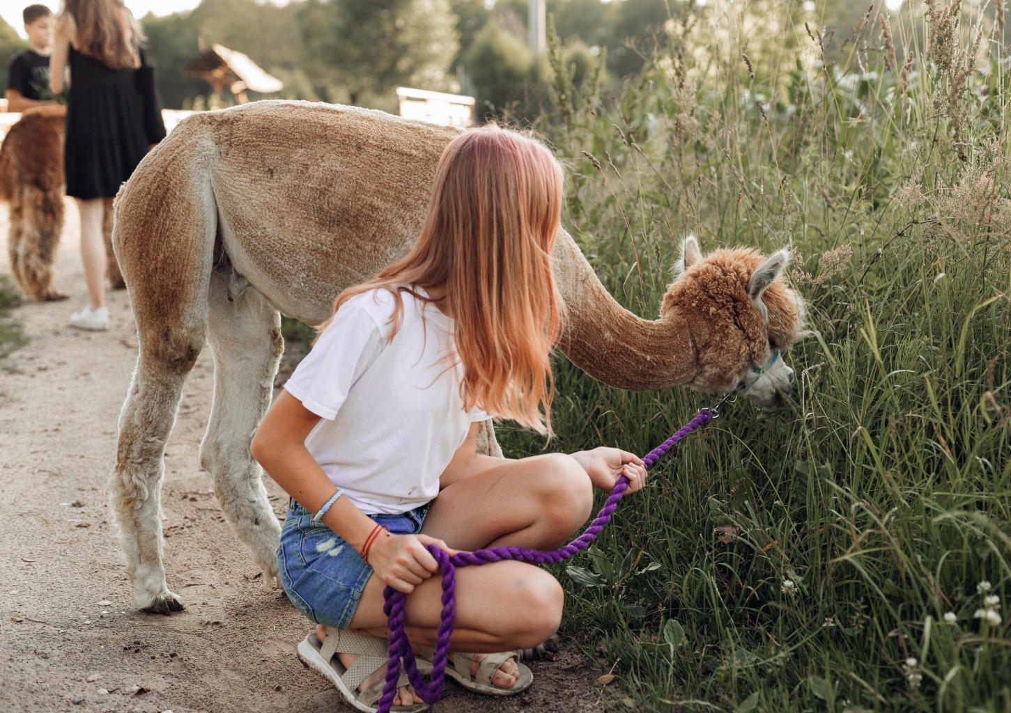 Spacer z Alpakami na Wyłączność (90 minut) | Magdalenów
