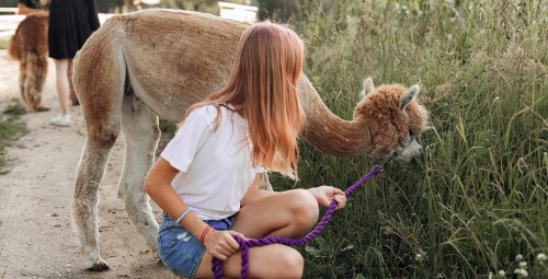Spacer z Alpakami na Wyłączność (90 minut) | Magdalenów | Prezent dla Przyjaciółki_S