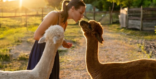 Spacer z Alpakami na Wyłączność (90 minut) | Magdalenów | Prezent dla Żony_S